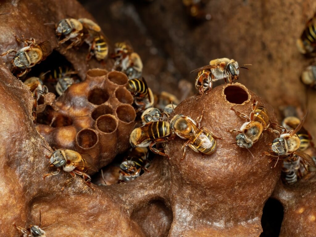 Bee Sanctuary Cozumel